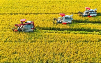 china’s 2015 grain output rises 2.4%